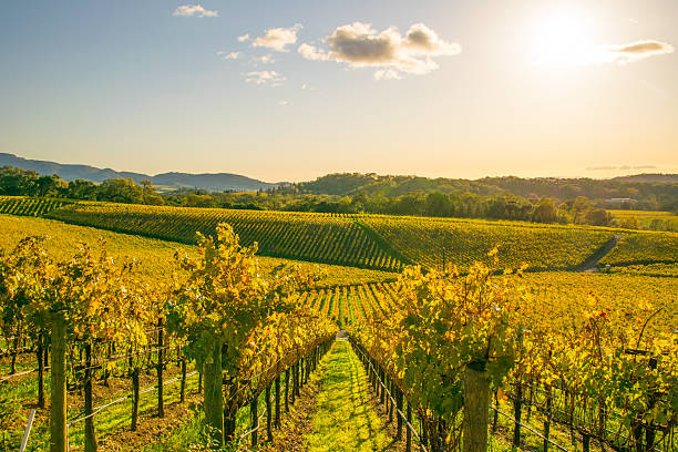 The Perfect Pairing: Alias Los Angeles Arrives at Meadowood Napa Valley!
